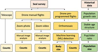 An automated work-flow for pinniped surveys: A new tool for monitoring population dynamics